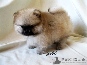 Photo №2 to announcement № 7831 for the sale of pomeranian - buy in Russian Federation breeder