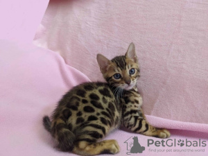 Photo №1. bengal cat - for sale in the city of Munich | negotiated | Announcement № 56615
