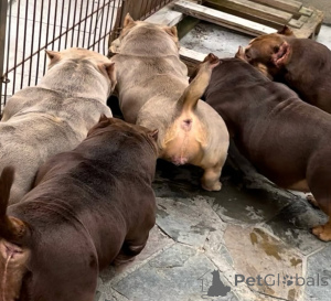 Photo №4. I will sell  in the city of Bremen. private announcement, breeder - price - 7341$