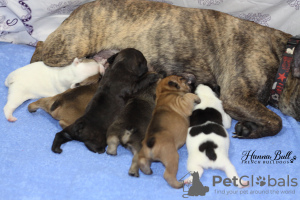 Additional photos: French Bulldog puppies, RKF