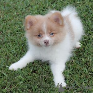 Photo №1. pomeranian - for sale in the city of Amstetten | 329$ | Announcement № 151399