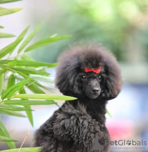 Photo №3. Miniature female poodle. Serbia