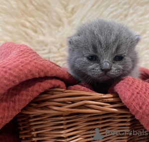 Photo №2 to announcement № 104281 for the sale of british shorthair - buy in United States private announcement