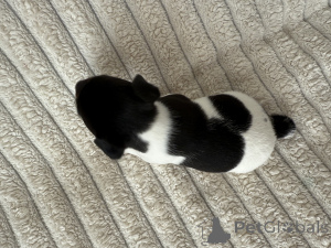 Photo №2 to announcement № 145995 for the sale of jack russell terrier - buy in Georgia breeder