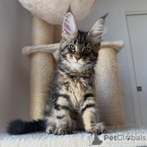 Photo №2 to announcement № 171097 for the sale of maine coon - buy in Sweden breeder
