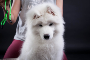 Photo №4. I will sell samoyed dog in the city of Chelyabinsk. from nursery, breeder - price - 737$