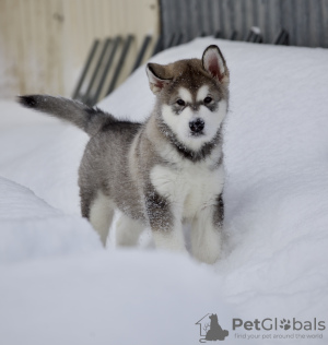 Photo №1. alaskan malamute - for sale in the city of Димитровград | negotiated | Announcement № 88248