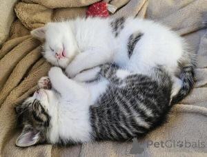 Photo №1. american shorthair - for sale in the city of Espoo | negotiated | Announcement № 170118
