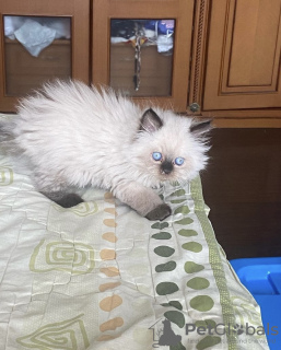 Photo №3. Ragdoll kitten. Germany