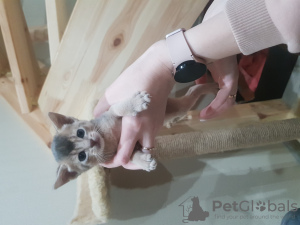 Photo №2 to announcement № 20258 for the sale of abyssinian cat - buy in Russian Federation private announcement