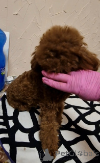 Photo №4. I will sell poodle (toy) in the city of Kiev. private announcement, from nursery, breeder - price - 2374$