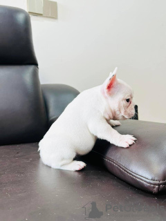 Photo №1. french bulldog - for sale in the city of Berlin | negotiated | Announcement № 126075