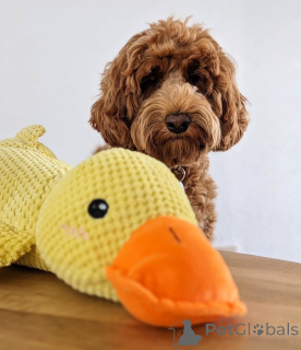 Photo №2 to announcement № 157667 for the sale of labradoodle - buy in Germany private announcement