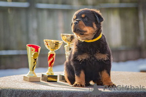 Photo №1. rottweiler - for sale in the city of Minsk | 500$ | Announcement № 42474