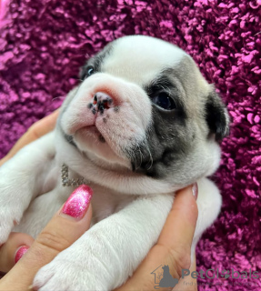 Photo №1. french bulldog - for sale in the city of Kuldīga | Is free | Announcement № 114079