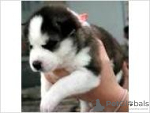 Photo №1. siberian husky - for sale in the city of Cleebronn | 211$ | Announcement № 119065