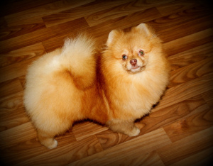 Photo №2 to announcement № 4025 for the sale of pomeranian - buy in Russian Federation private announcement