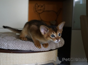 Photo №1. abyssinian cat - for sale in the city of Achenkircch | 361$ | Announcement № 171009