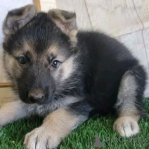 Photo №2 to announcement № 123163 for the sale of german shepherd - buy in Germany 