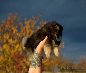 Photo №1. pomeranian - for sale in the city of Kharkov | 1300$ | Announcement № 80780