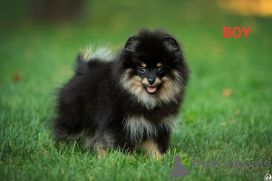 Photo №4. I will sell pomeranian in the city of Kharkov. private announcement, breeder - price - 1057$