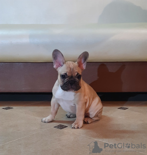 Photo №1. french bulldog - for sale in the city of Minsk | 650$ | Announcement № 8650