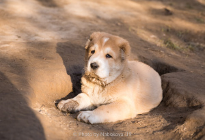 Photo №3. Puppies CAO. Uzbekistan