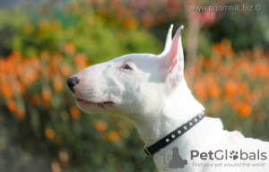 Photo №4. I will sell bull terrier in the city of Minsk. from nursery, breeder - price - negotiated