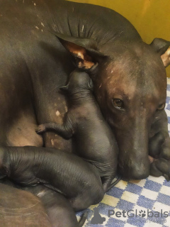 Photo №2 to announcement № 13835 for the sale of mexican hairless dog - buy in Ukraine from nursery