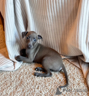 Photo №1. italian greyhound - for sale in the city of Malaeimi | negotiated | Announcement № 173484
