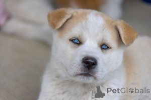 Photo №4. I will sell siberian husky in the city of Glasgow. breeder - price - 800$
