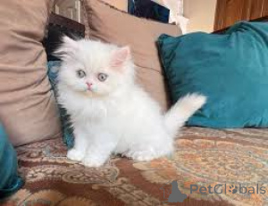 Photo №4. I will sell persian cat in the city of Berlin.  - price - negotiated