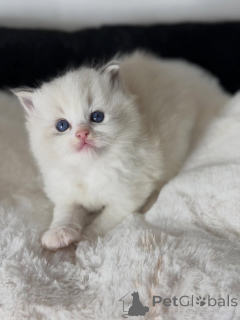 Photo №4. I will sell ragdoll in the city of Amsterdamscheveld. breeder - price - negotiated