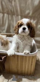 Photo №2 to announcement № 164753 for the sale of cavalier king charles spaniel - buy in Serbia breeder