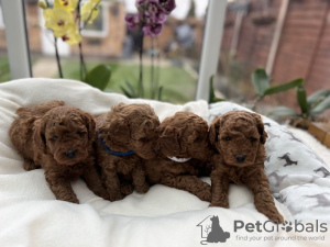 Photo №1. poodle (toy) - for sale in the city of Дортмунд | 370$ | Announcement № 103508