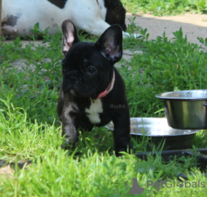 Photo №4. I will sell french bulldog in the city of Москва. from nursery - price - negotiated