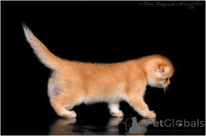 Photo №4. I will sell scottish fold in the city of Gelendzhik. from nursery - price - 835$