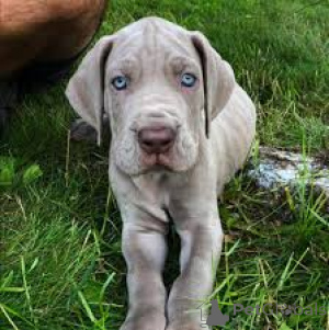 Photo №1. great dane - for sale in the city of Berlin | 723$ | Announcement № 157207