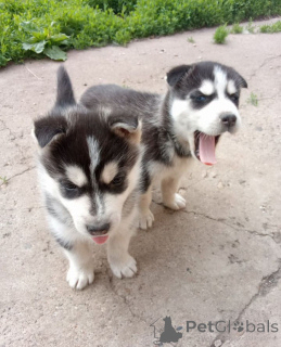 Photo №1. siberian husky - for sale in the city of Kazan | 61$ | Announcement № 144169