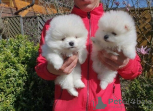 Photo №2 to announcement № 64612 for the sale of pomeranian - buy in Estonia breeder