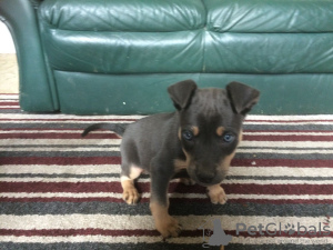 Photo №2 to announcement № 18608 for the sale of australian kelpie - buy in Hungary private announcement