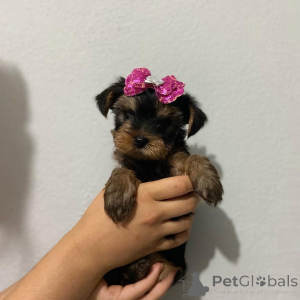 Photo №1. yorkshire terrier - for sale in the city of Železná ruda | 310$ | Announcement № 174643