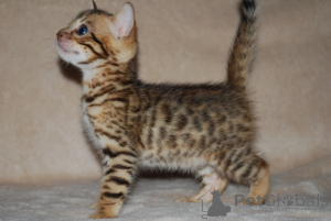 Photo №1. bengal cat - for sale in the city of LARNACA | 141$ | Announcement № 149313