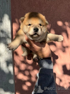 Photo №1. shiba inu - for sale in the city of Vladičin Han | negotiated | Announcement № 122564