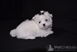 Photo №2 to announcement № 115867 for the sale of maltese dog - buy in Germany 