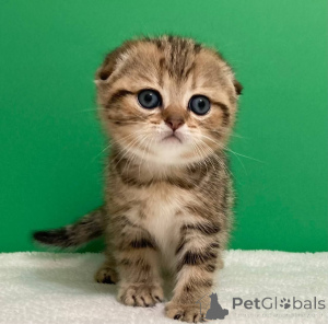 Photo №1. ragdoll - for sale in the city of Belarus | negotiated | Announcement № 156689