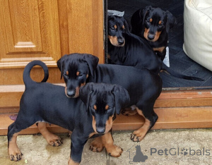 Photo №2 to announcement № 170354 for the sale of dobermann - buy in Sweden 