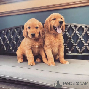 Photo №2 to announcement № 170439 for the sale of golden retriever - buy in Netherlands 