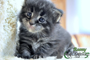 Photo №4. I will sell maine coon in the city of St. Petersburg. private announcement, from nursery, breeder - price - 734$