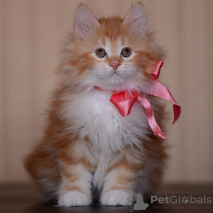 Photo №1. american bobtail - for sale in the city of Muscron | negotiated | Announcement № 160497